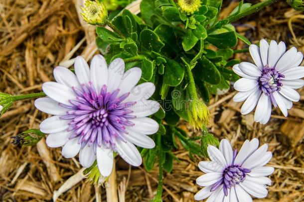 紫色的和白色的骨籽菊属花采用一spr采用gse一son一t一bowel肠