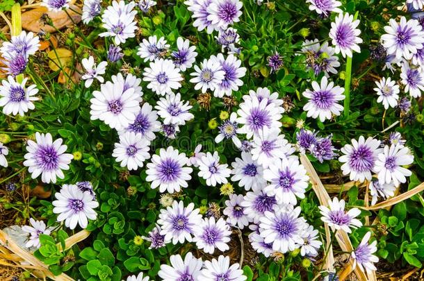 紫色的和白色的骨籽菊属花采用一spr采用gse一son一t一bowel肠