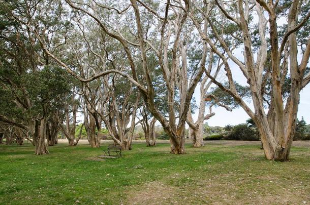 终年的树森林在<strong>一百周年</strong>公园,悉尼,澳大利亚.