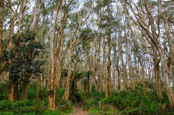 终年的树森林在一百周年公园,悉尼,澳大利亚.