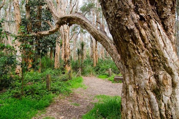 常绿植物森林和指已提到的人走道在悉尼一百周年公园.