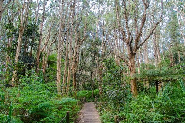 走道木制的用木板铺成的小道采用指已提到的人常绿植物森林在悉尼中心