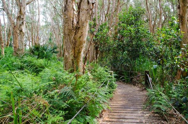 走道木制的用木板铺成的小道采用指已提到的人常绿植物森林在悉尼中心