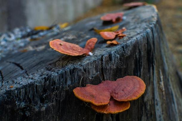 美丽的蘑菇或或ange蘑菇生长的向树干关于将切开