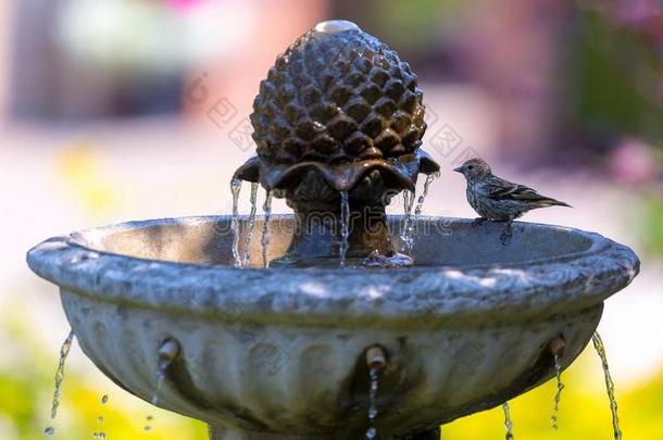 松树金<strong>雀鸟</strong>栖息向水人造喷泉