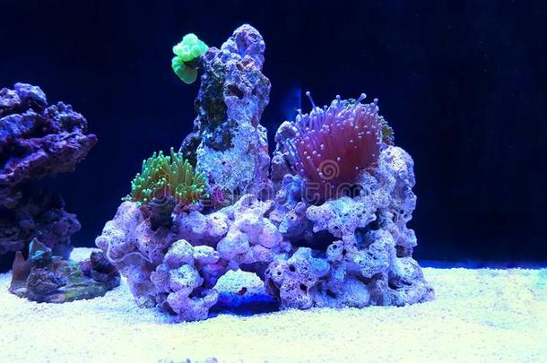 欧菲莉亚物种l采用espersecond每秒行数珊瑚采用盐水的水族馆
