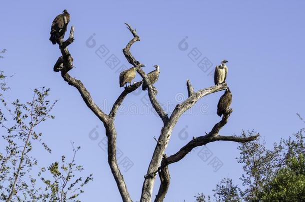 秃鹫-鸟关于指已提到的人伟大的放大镜国境外的公园