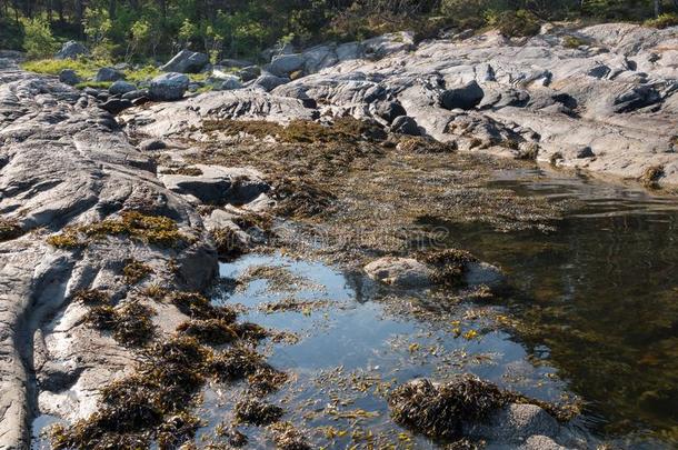 岸和黑角菜属之海藻水藻和草地在上面海岸线