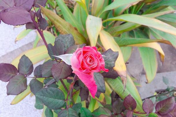 粉红色的玫瑰和绿色的背景