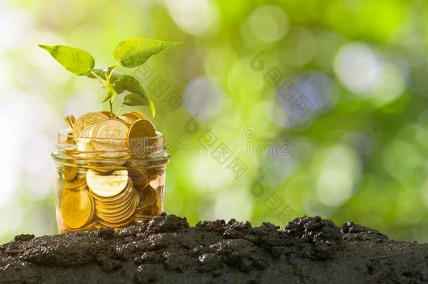 <strong>植物生长</strong>的采用储蓄coinsurance联合保险向泥土和绿色的焦外成像后台