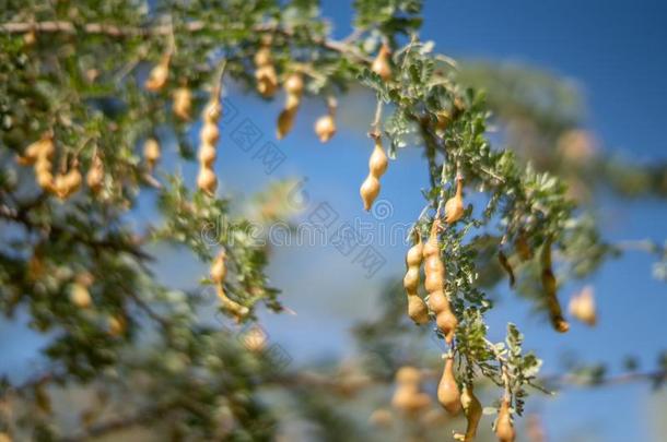 索诺兰沙漠沙漠硬木树和豆荚
