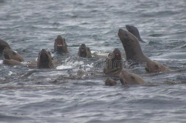 野生的斯特勒海狮子北海狮具缘垂毛向图勒尼岛旧姓的