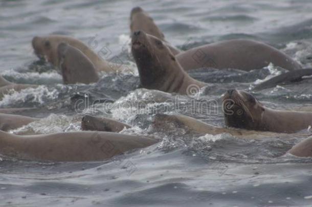 野生的斯特勒海狮子北海狮具缘垂毛向图勒尼岛旧姓的