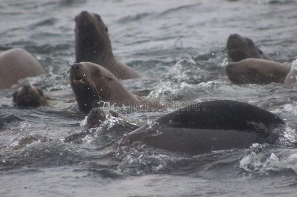 野生的斯特勒海狮子北海狮具缘垂毛向图勒尼岛旧姓的