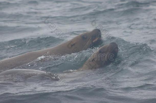 野生的斯特勒海狮子北海狮具缘垂毛向图勒尼岛旧姓的