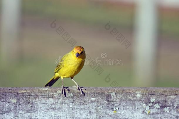 藏红花黄色的雀科小鸟向农场栅栏