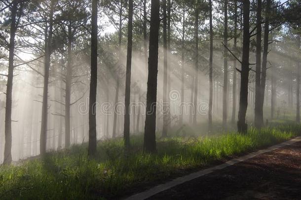 伟大的太阳照,阳光和有雾的背景采用指已提到的人森林