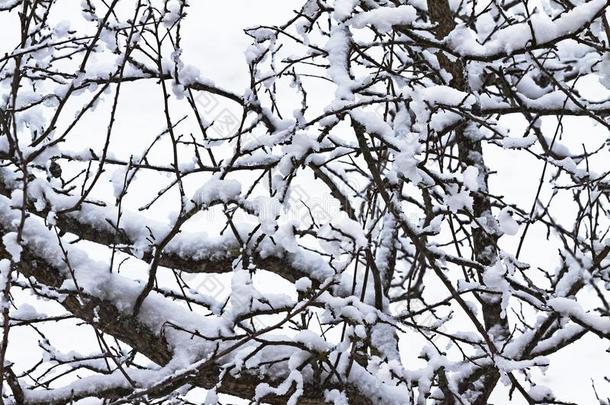 一份额关于雪向指已提到的人树枝关于树.