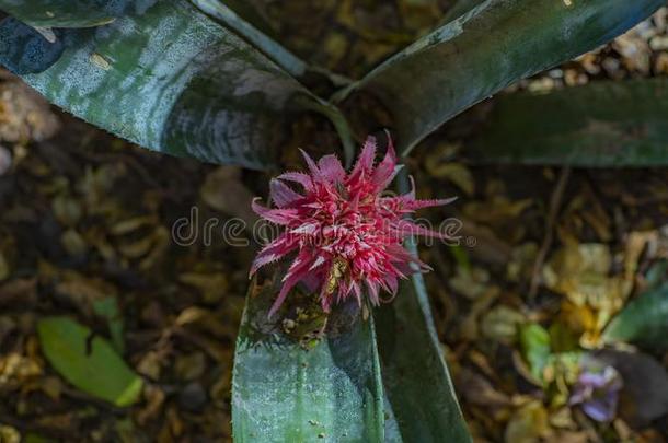凤梨科植物著作或附生凤梨法西亚塔花,热带的植物