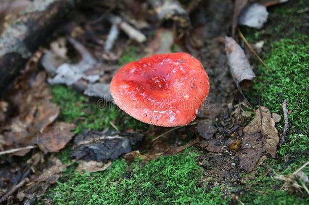 野生的红色的蘑菇采用森林