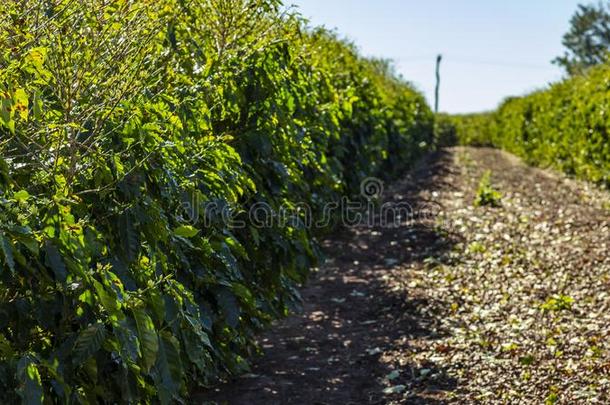 咖啡豆种植园.阿拉伯的咖啡豆种植园