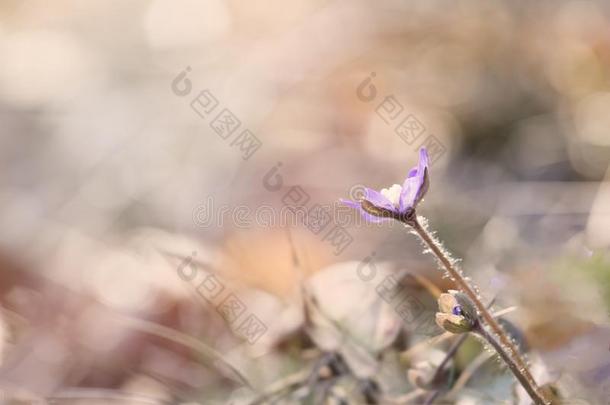 银莲花地钱属的植物或普通的地钱属的植物<strong>live</strong>rw或t