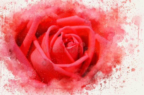 抽象的红色的玫瑰花盛开的水彩绘画.