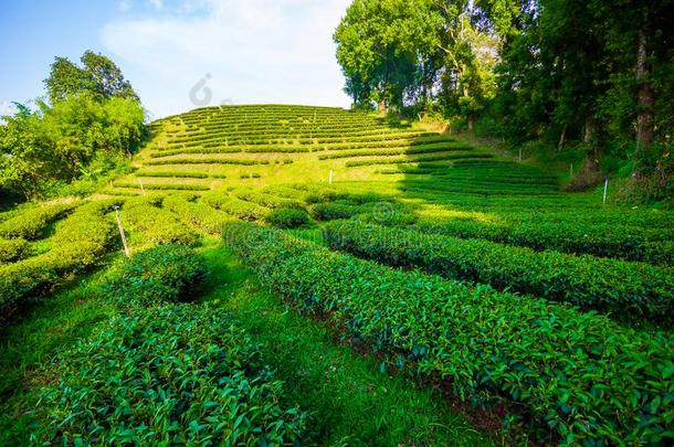 美丽的新鲜的绿色的<strong>乌龙</strong>茶茶水田种植园,更多的沙龙旧姓的