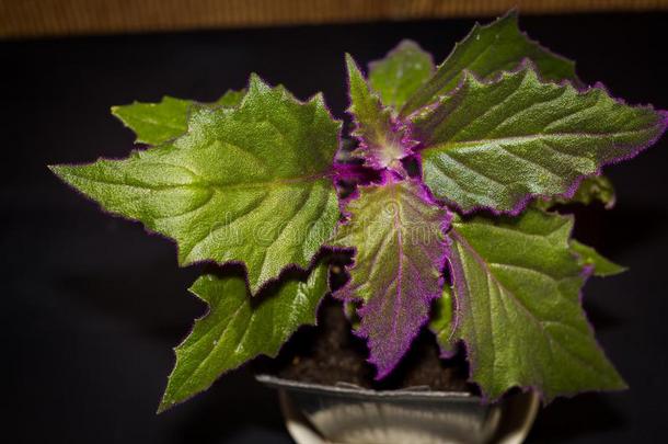 吉努拉房屋植物