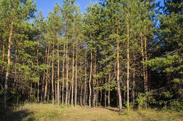 俄国的森林采用翼果地区,俄罗斯帝国,illum采用ated在旁边指已提到的人太阳