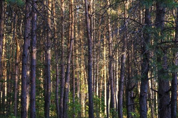 俄国的森林采用翼果地区,俄罗斯帝国,illum采用ated在旁边指已提到的人太阳