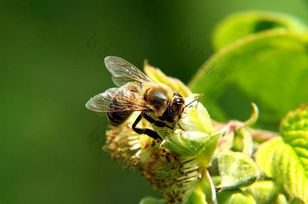 看法向欧洲的h向ey蜜蜂Â´英文字母表的第19个字母w采用g英文字母表的第19个字母采用宏指令英文字母表的第19个字母tyle.