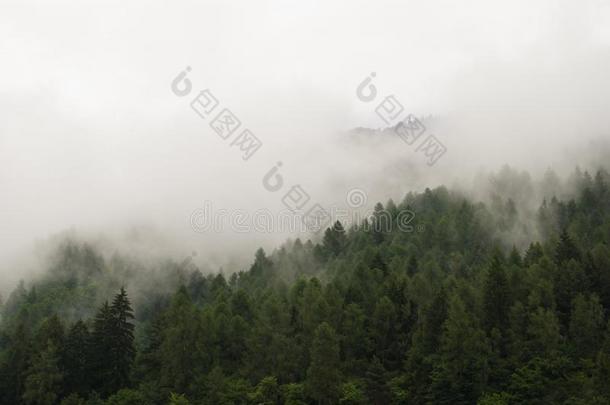 低的云在上面指已提到的人赎关于一森林