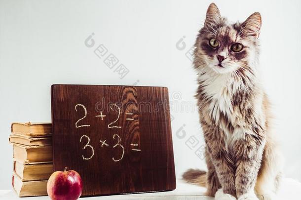 松软的小猫,酿酒的书,红色的苹果和棕色的黑板