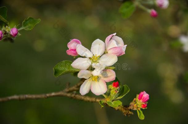 软的集中苹果花或白色的苹果树花向一树Brazil巴西
