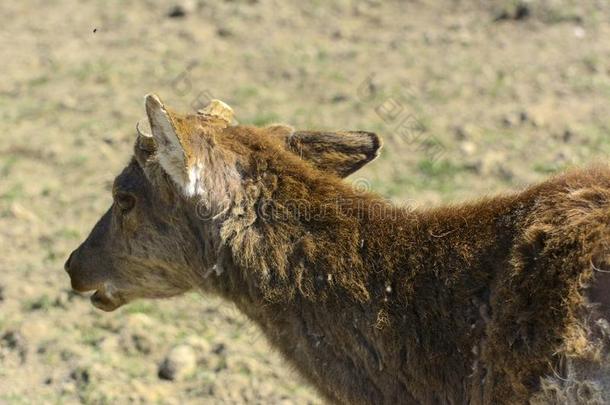 一唯一的时期关于蜕皮鹿.指已提到的人鹿遗失它的头发.它stationary稳定的