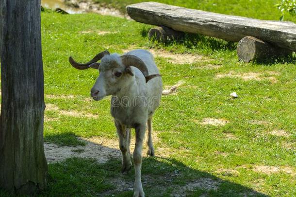 白色的-棕色的羊.一动物和大大地旋转角吃草农业的