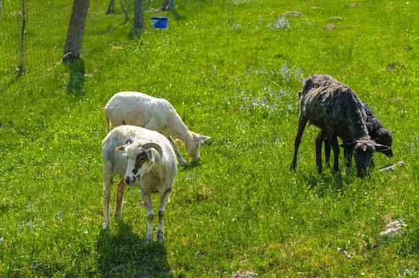 白色的-棕色的羊.一动物和大大地旋转角吃草农业的