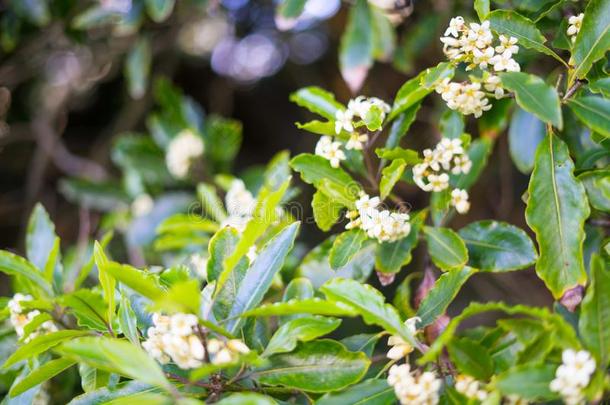 白色的茶水花采用日本人茶水花园