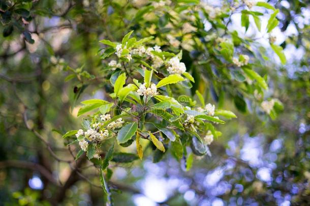 白色的茶水花采用日本人茶水花园