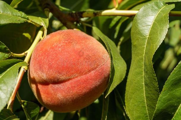 成熟的新鲜的桃<strong>生长</strong>的采用<strong>桃子</strong>树和绿色的树叶.