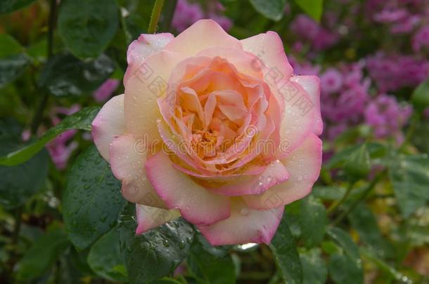 和平荣耀颂歌一些杂种茶水玫瑰