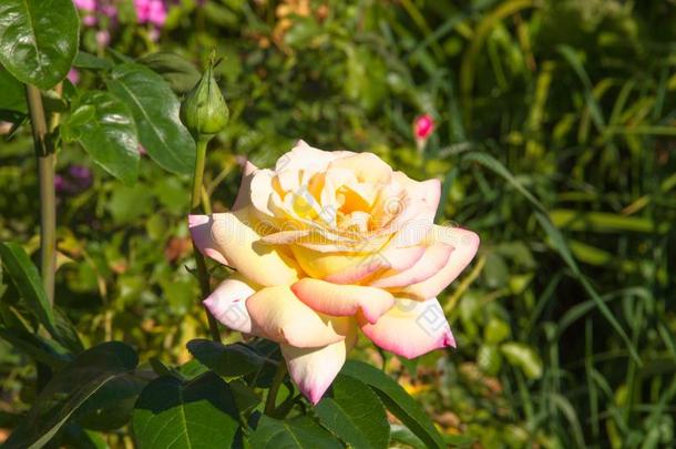 和平<strong>荣耀</strong>颂歌一些杂种茶水玫瑰