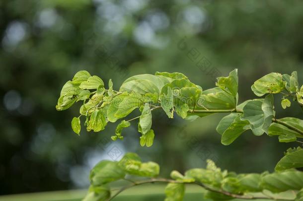 绿色的叶子关于羊蹄甲属植物花