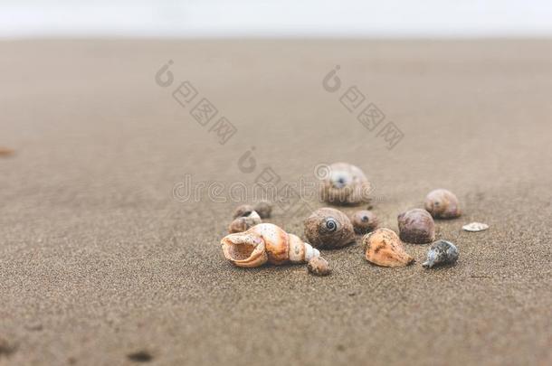 不同的海壳向一be一ch向指已提到的人有风的be一ch