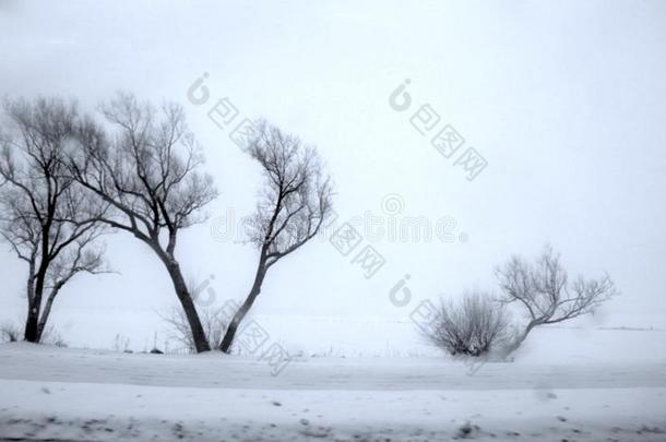 风扫光秃秃的树和用力擦洗刷子被环绕着的在旁边下雪的田