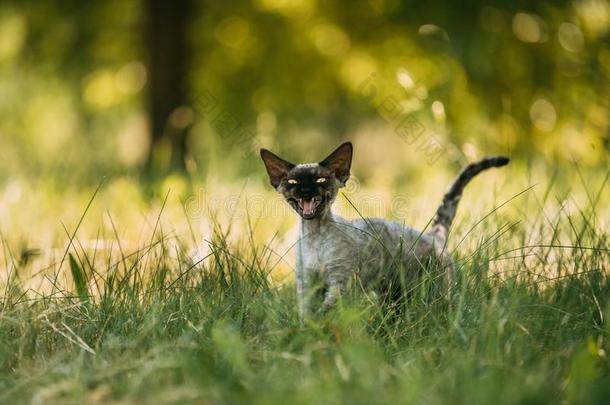 有趣的年幼的灰色德文郡雷克斯猫小猫猫叫采用绿色的草.短的-