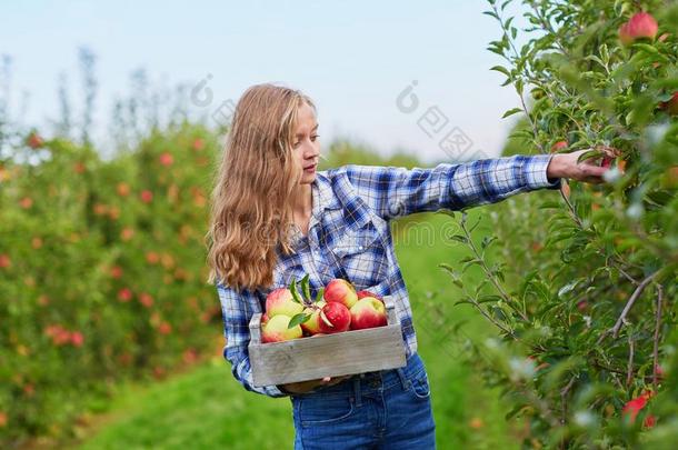 女人<strong>采摘</strong>苹果采用<strong>果园</strong>或向农场