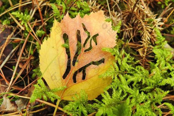美丽的黄色的叶子向苔藓和<strong>虫洞</strong>,立陶宛
