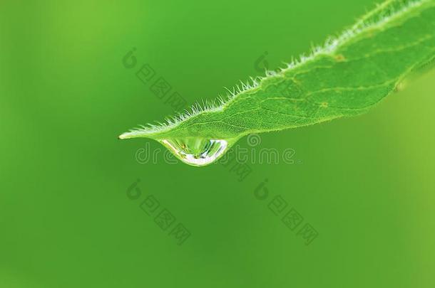 美丽的水小滴向树叶绿色的树叶,向日葵雨